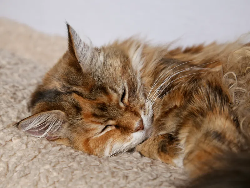 Langhaarige getigerte Katze schläft zusammengerollt auf einem hellen Teppich